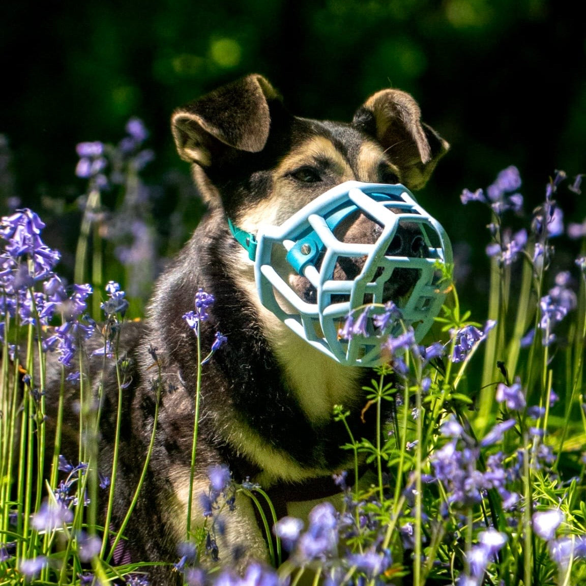 The Muzzle Movement Muzzle