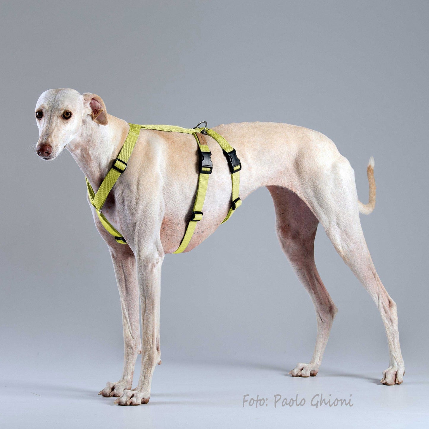 Haqihana Harness Yellow