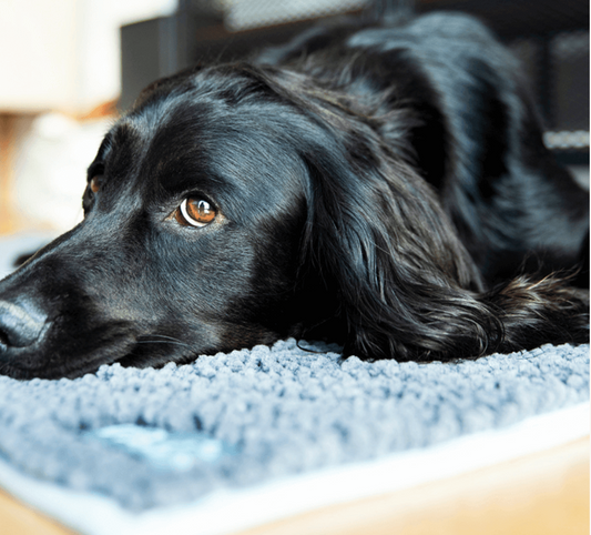 Henry Wag Noodle Pet Mat